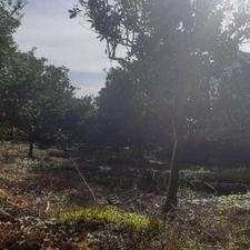 فروش زمین و باغ مسکونی 800 متر در دابودشت