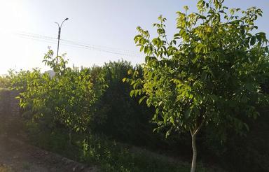 فروش فوری باغ 650 متر