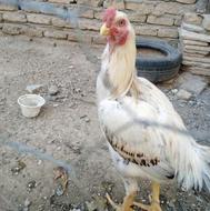 مرغ وخروس لاری