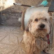 واگزاری سگ تربیت شده خانگی