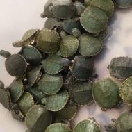 لاک پشت گوش قرمز