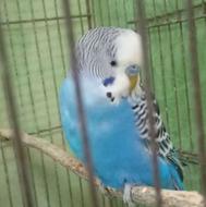 مرغ عشق سالم و سرحال