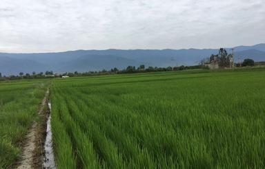 زمین شالیزاری