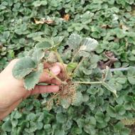 نهال ریشه لخت و گلدانی توت فرنگی