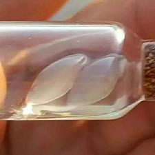 مهره مار اصل افعی سفید درجه 1