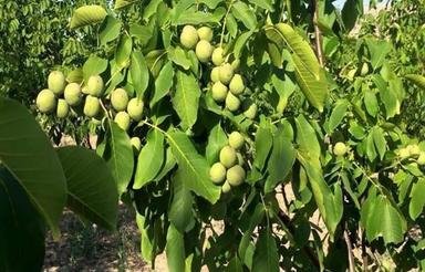 باغ گردو زینل آباد