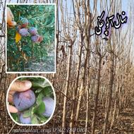 نهال آلو و سایر ارقام