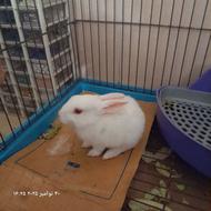 خرگوش...................