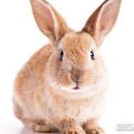 بچه خرگوش قهوه ای بسیار زیباو دوست داشتنی