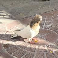 کلع هفت رنگ چشم سفید