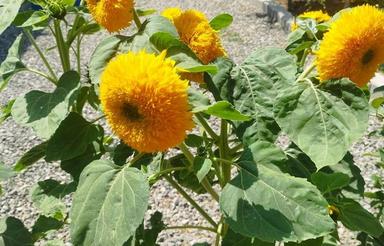 فروش ویلایی