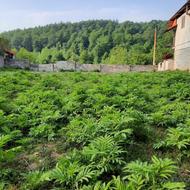 زمین مستطیل شکل