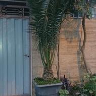 گل خرما درختچه 3متری