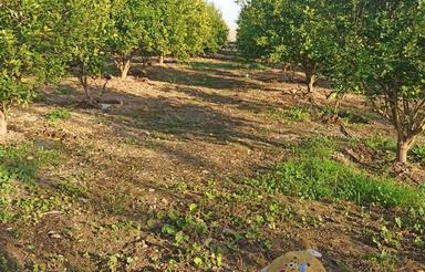 1245 متر فروش نقدی و معاوضه