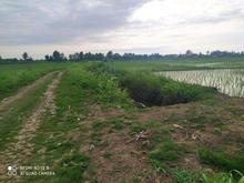 فروش 4390 متر شالیزار سنتی در جاده کیاشهر در شیپور