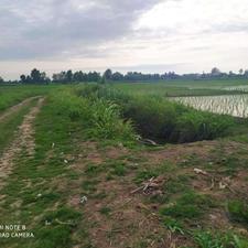 فروش 4390 متر شالیزار سنتی در جاده کیاشهر