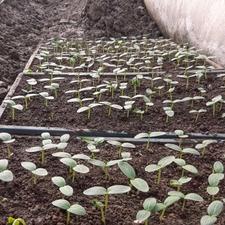 نشای خیار ویکتور