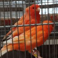 قناری رد فکتور اورجینال