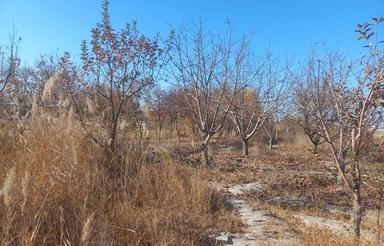 زمین باغی حاشیه جاده اصلی سندششدانگ ملکی