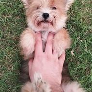 واگذاری سگ یورکشایر مینیاتوری