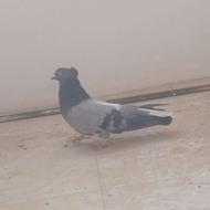 کفتر اصفهانی