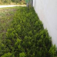 گل و گیاه خانه‌ای