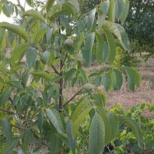 180 هکتار باغ میوه و انگور