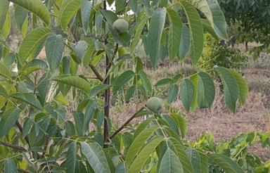 180 هکتار باغ میوه و انگور