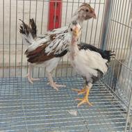 جوجه مرغ ساسکس و گلین