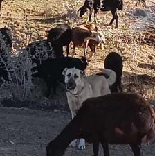 واگذاری ماده سگ سرابی