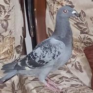 کبوتر دوبرئ