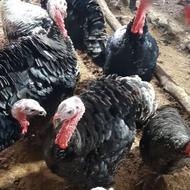 بوقلمون نر محلی کاملا ارگانیک