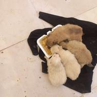 واگذاری توله پامرین سایزریزبامادر