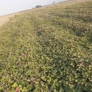 نهال توت فرنگی سابرینا