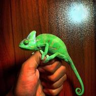 آفتاب پرست کملیون ویلد