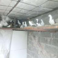 تعدادی کبوتر خانگی فروشی