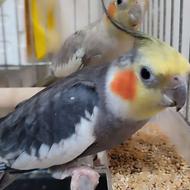 فروش جفت عروس هلندی جوجه داده