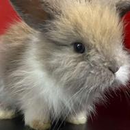 خرگوش لپ شیطون