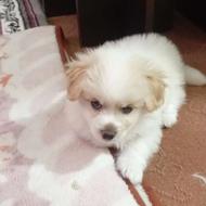 سگ پامرسالم بدون سروصدا واگذاری