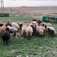 نگهبان برای دامداری در روستا با خانواده بهتر است