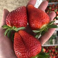 فروش بوته توت فرنگی