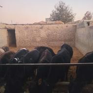 گوساله نر وماده