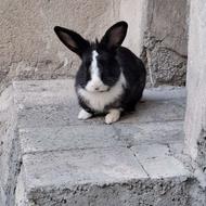 واگذاری رایگان خرگوش