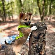 واگذار سگ پامرین کرمی نر