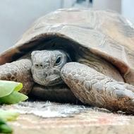 لاک پشت خانگی