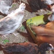 فروش نیمچه 450 گرم تا 600 گرمی