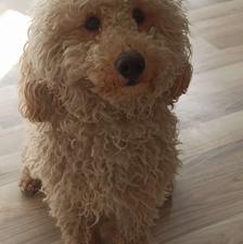 پودل نر شاه توله واگذاری