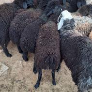 بره نر پای پروار