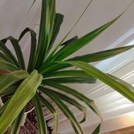 گل پاندانوس