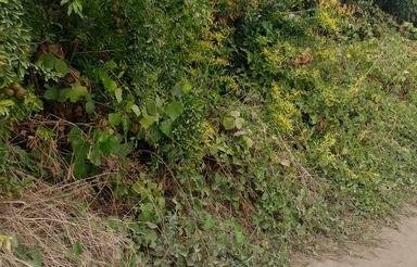 فروش فوری زمین 110 متر توبافت